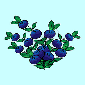 蓝莓布什蓝莓蓝色背景水果森林花卉甜点矢量季节浆果绿色背景图片