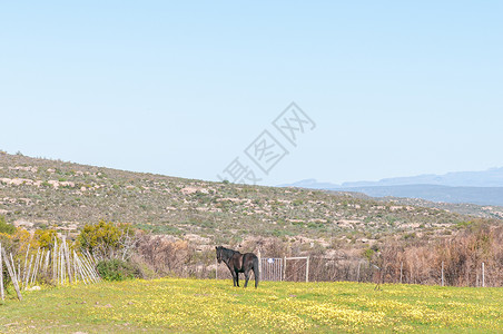 马在黄花的田野里高清图片