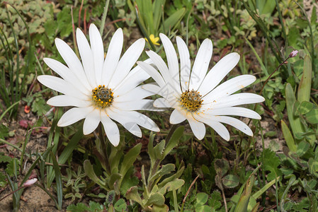 Snow Disa 雪地高清图片