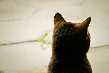 猫的背部盯着距离背景图片