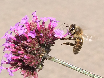 花和黄蜂背景图片