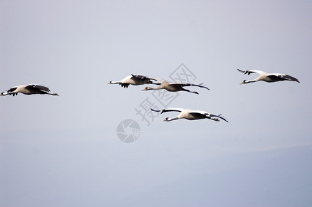 飞行起重机鸟类迁徙濒危草裙团队季节生活移民动物群蓝色羽毛生物背景