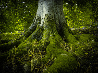 A 森林中的树根图片