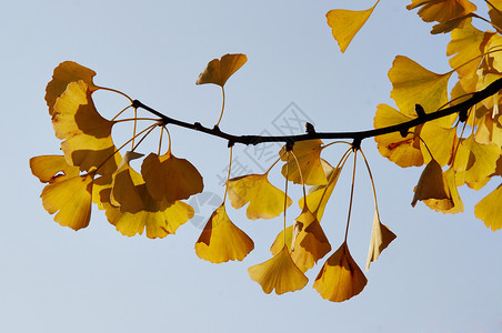 铁线树ginkgo - 婚纱树背景