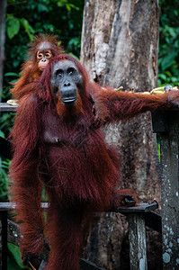 泽加里红毛猩猩野生动物高清图片