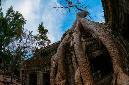 鱼眼下面的树塔普罗姆森林历史性榕树热带宗教高棉语丛林旅行岩石建筑背景