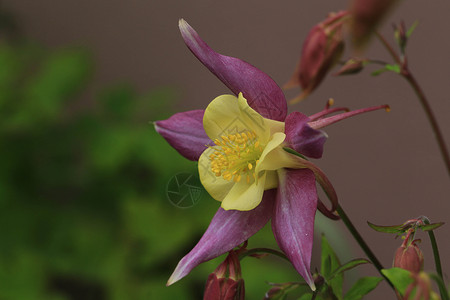 冲爆器花朵法格花园背景图片