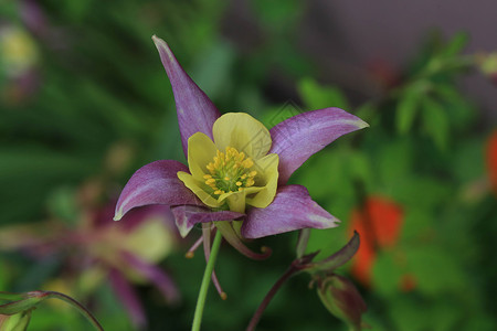 冲爆器花朵花园法格背景图片