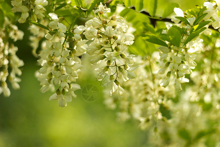 阿卡西亚花朵养蜂业草药保健绿色医学草本植物医疗蜂蜜植物白色背景图片