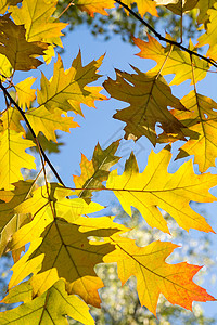 秋天的橡树叶季节树木树叶植物背景图片
