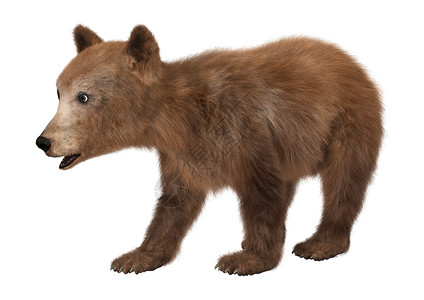 棕熊幼崽幼兽荒野野生动物动物哺乳动物白色背景图片