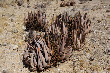 基特曼斯胡普纳米比亚沙漠中的花朵 aloe森林荒野箭袋气候天空生长纳米布叶子干旱植物背景