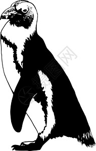 企鹅荒野野生动物白色黑色艺术插图动物背景图片