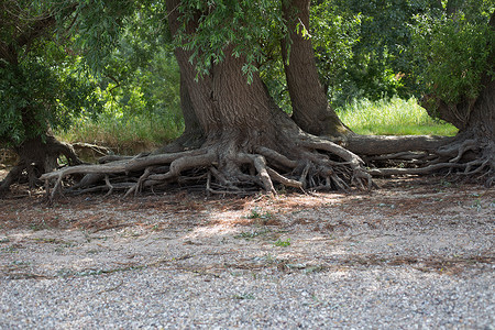 树根碎石木头植物背景图片
