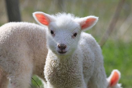 羔羊羊毛农民背景图片