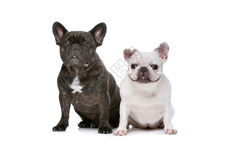 两只法国斗牛犬脊椎动物黑色斗牛犬主题哺乳动物工作室动物宠物背景图片