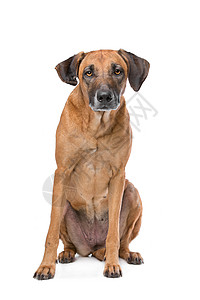 罗得西亚脊背背脊动物哺乳动物犬类棕色背景图片
