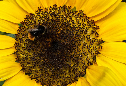 大黄蜂骑在希利安图斯的头上背景图片