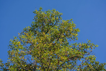 蓝底绿蓝色天空树叶植被背景图片