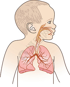 儿童呼吸疗养计划身体纤毛药品气管隔膜支气管炎器官肺炎感染科学插画