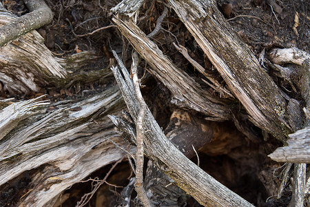 旧木木头树木棕色植物水平背景图片