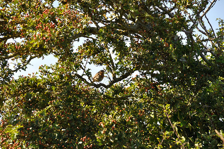 山楂树里的知更鸟山楂季节植被脊椎动物红色背景图片