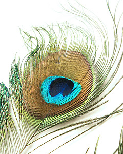 孔雀羽毛绿色白色尾巴背景图片