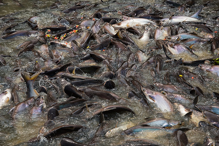 鱼食斗争斗争生长农场食物环境人群黑色生活池塘背景图片