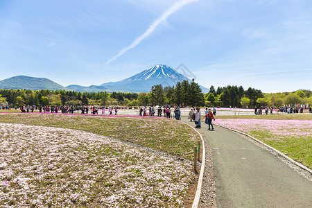绯月樱日本梨山  5 月 11 日 2015年 每年春天 来自东京和其他城市或国际的人们来到富士山欣赏樱花 富士山是日本最高的山峰节日背景