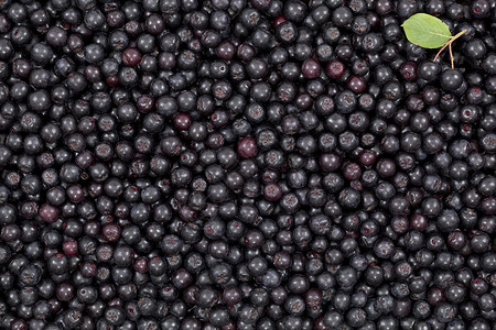 黑白小球黑色植物宏观水果叶子苦莓浆果食物配料高清图片