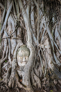 尼尤格尼尤根在泰国阿尤塔亚的马哈特Wat Mahath树根上的佛像头旅行地标废墟佛塔宝塔王国雕像旅游寺庙智慧背景