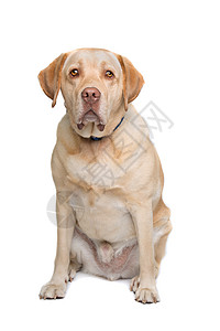 拉布拉多动物褐色哺乳动物家畜白色主题实验室猎犬朋友犬类背景图片