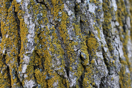 橡树皮苔藓绿色纹理环境橡木背景图片