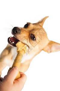 嚼骨头玩具的可爱狗宠物小狗咀嚼小吃家畜动物背景图片