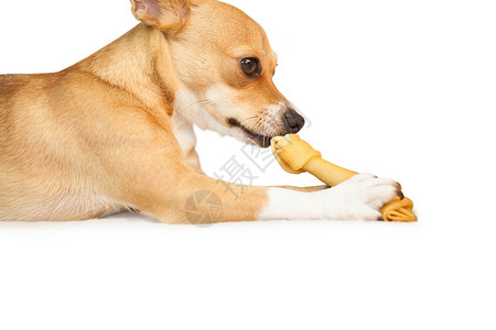 嚼骨头玩具的可爱狗咀嚼小吃宠物家畜动物小狗背景图片