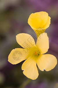 采花植物的黄花背景图片