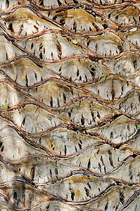棕榈树树树皮树干木头画幅背景图片