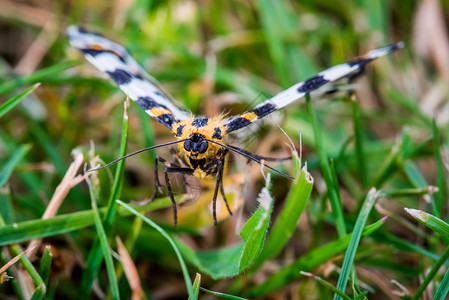 亚布拉克斯毛本拉利阿塔蝴蝶飞过草地高清图片