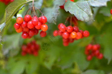 Rowanberry浆果美丽的高清图片