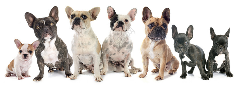 法国斗牛犬动物宠物小狗男性黄色犬类斑点白色团体女性背景图片