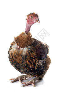 裸颈鸡脖子动物阉鸡工作室公鸡家禽背景图片