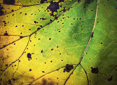 秋天的黄绿树叶背景图片
