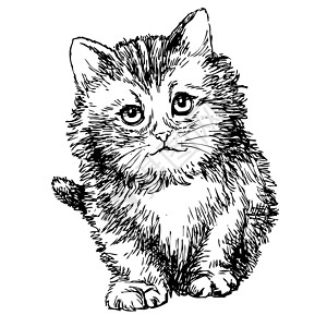 手绘小猫画的可爱小猫手表演喜悦手绘家畜耳朵草图毛皮宠物小动物尾巴背景