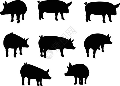 黑白猪猪轮光影尖叫者白色猪肉草图阴影插图冒充姿势野猪插画