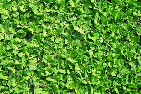 水栗子植物芦苇沼泽绿色浮萍菱角生态背景图片