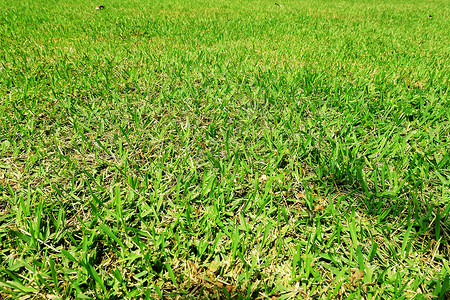 草场地墙纸绿色花园植物背景图片