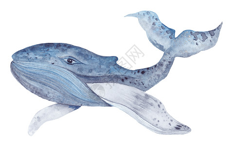 水彩鲸油漆细节旅行精子动物野生动物尾巴白色绘画艺术水彩画背景图片