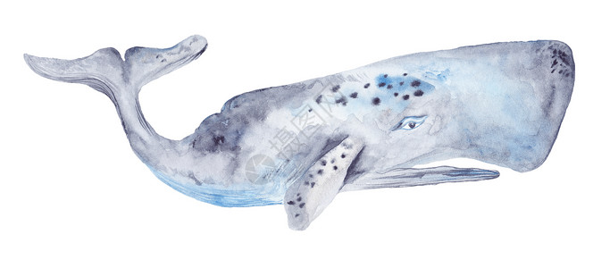 水彩鲸油漆白色旅行精子插图生活水彩画绘画艺术打印细节背景图片