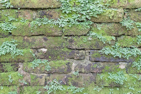 在石墙上生长的蚊子石头绿色岩石背景图片