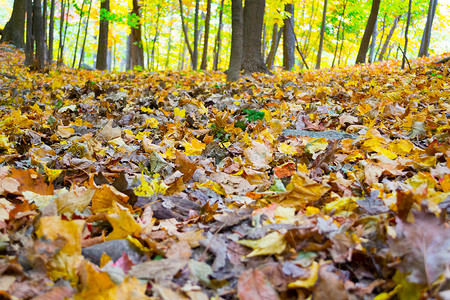 枯叶地板远足高地树叶颜色叶子活动红色树木落叶背景图片